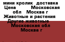 мини кролик. доставка › Цена ­ 500 - Московская обл., Москва г. Животные и растения » Другие животные   . Московская обл.,Москва г.